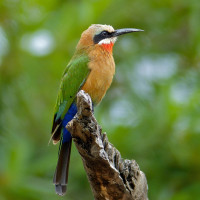 White-fronted Bee-eater